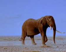 Elefant. Quelle: YouTube Screenshot