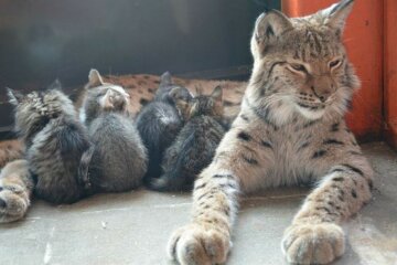 Der Luchs aus dem Zoo, der zuvor Welpen, Waschbären und Bärchen aufgezogen hat, kümmert sich jetzt um Kätzchen