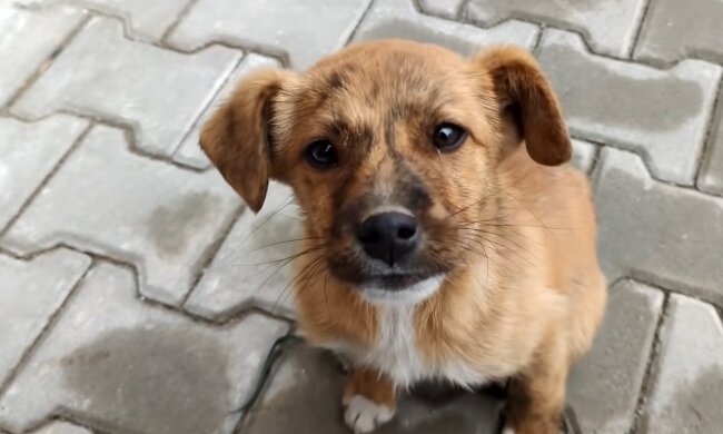 Ada. Quelle: YouTube Screenshot