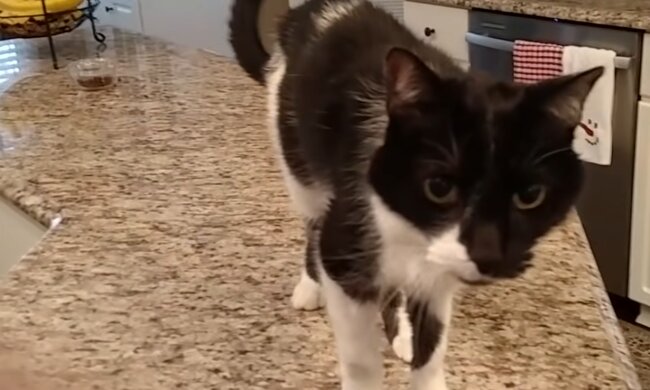 Silk. Quelle: YouTube Screenshot