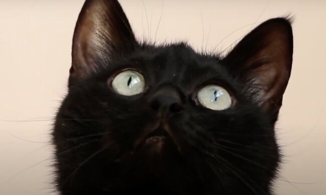 Kätzchen. Quelle:  Screenshot YouTube