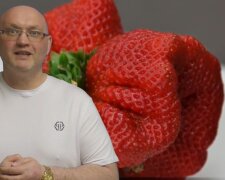 Riesige Erdbeeren. Quelle: Youtube Screenshot