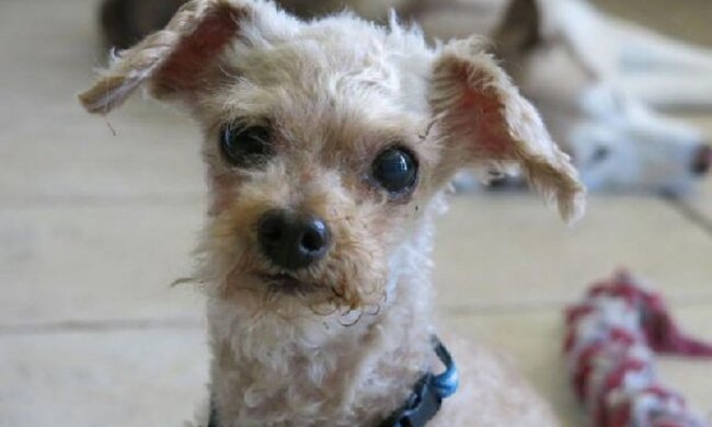 Ein streunender Hund lebte 10 Jahre lang auf der Straße und verlor fast alle Zähne: wie er sich veränderte