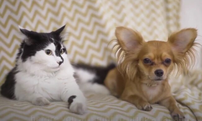 Aufrichtige Freundschaft ist auch für Tiere charakteristisch. Quelle: Screenshot YouTube