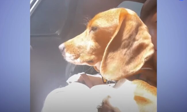 Der Tierheimhund hatte sich fast zwei Jahre lang von jedem ferngehalten, doch eine Familie beschloss, sein Vertrauen um jeden Preis zu gewinnen