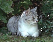 Ein Ehepaar verwandelt das Baumhaus seiner Kinder in einen Freilauf für Katze