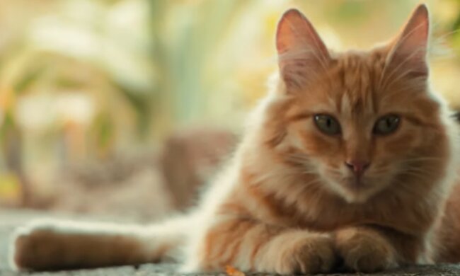 Romeo. Quelle: YouTube Screenshot