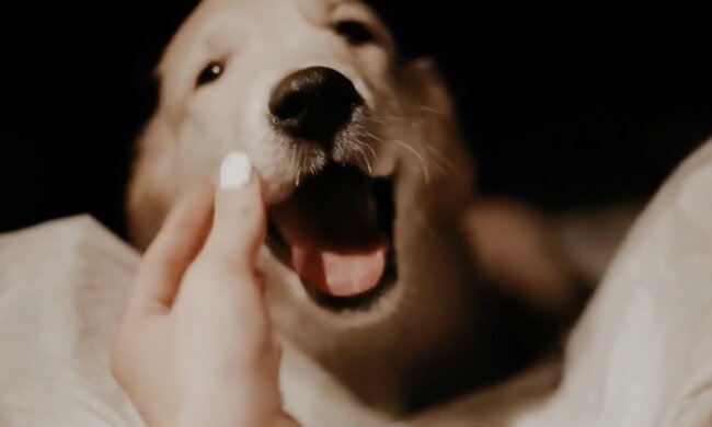 Hund. Quelle: Screenshot YouTube