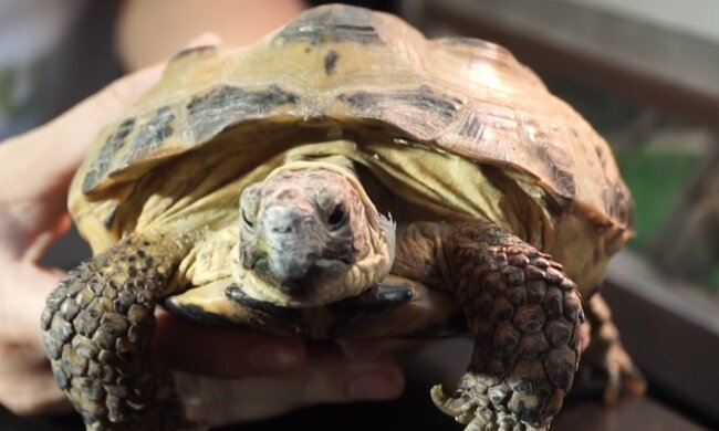 Herkules. Quelle: YouTube Screenshot