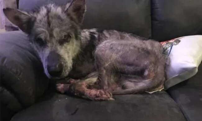 Eine Studentin nahm einen kahlen Hund auf, der keine Chance hatte, und heilte ihn