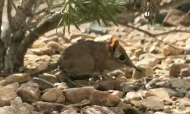 Somali Springer. Quelle: YouTube Screenshot