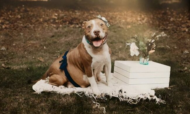 Die schwangere Hündin wurde in ein Tierheim gebracht, Tierschützer retteten sie und verwandelten in ein Modell