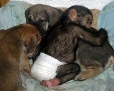 Der Hund hat dem Schimpansenbaby die Mutter ersetzt und es übernimmt nun die Gewohnheiten der Welpen