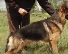 Ein Schäferhund wurde wegen Geldmangels in der Klinik nicht behandelt, aber er ist jetzt Mitglied einer Familie