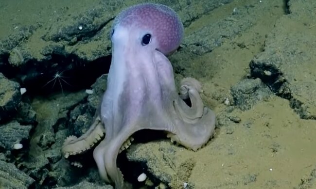 "Berührt das Herz": Der Oktopus war seiner Retterin dankbar und schwamm zu ihr, um sie zu umarmen