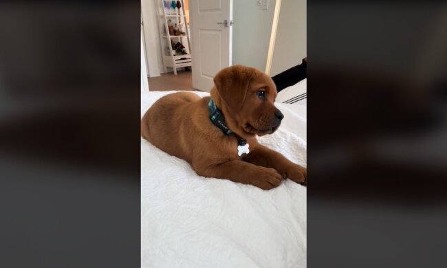 Welpe. Quelle: Youtube Screenshot