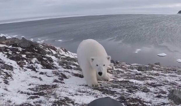 Ein gefundenes Eisbärenjunges. Quelle: YouTube Screenshot