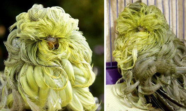 Seltsame Kreaturen, die unseren Planeten bewohnen