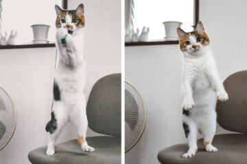 Katzen, die beschlossen haben, sich wie Menschen zu verhalten