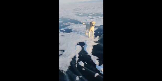 Hund auf dem Eis. Quelle: Youtube Screenshot