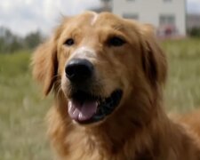 Hund. Quelle: Screenshot YouTube