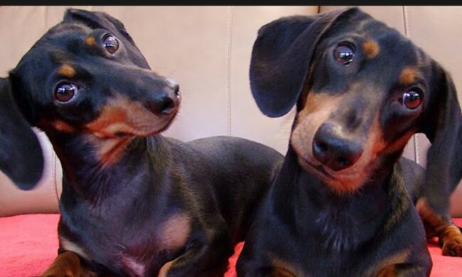 Charmante Lebensgefährten. Quelle: Screenshot YouTube