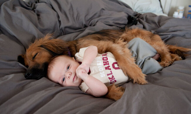 Die endlose Liebe der Hunde zu ihren Besitzern wurde auf Fotografien festgehalten