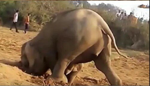“Mutters Liebe”: Elefant gräbt mehrere Stunden hintereinander ein Loch, um sein Kind zu retten