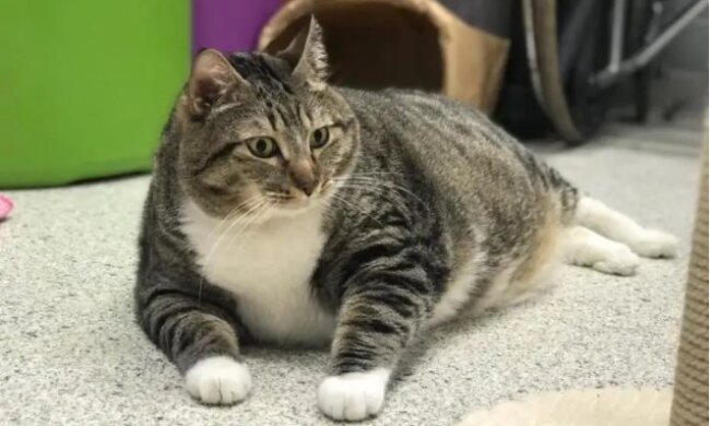 Wie eine dicke Katze eine Familie fand, nachdem die Familie sie in ein Tierheim gebracht hatte