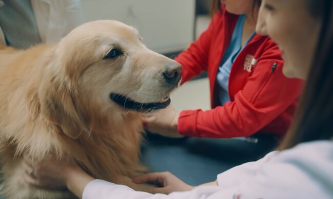 Ein Mann bedankte sich bei den Ärzten, die seinen Hund gerettet haben, indem er eine große Summe Geld ausgab