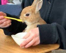Besitzerin verwöhnt ihr Langohr mit einem Teelöffel. Quelle: Youtube Screenshot