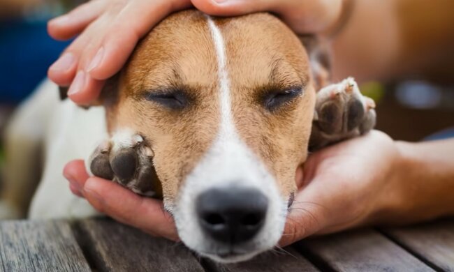 Eine gute Geschichte über menschliche Unterstützung. Quelle: Screenshot YouTube