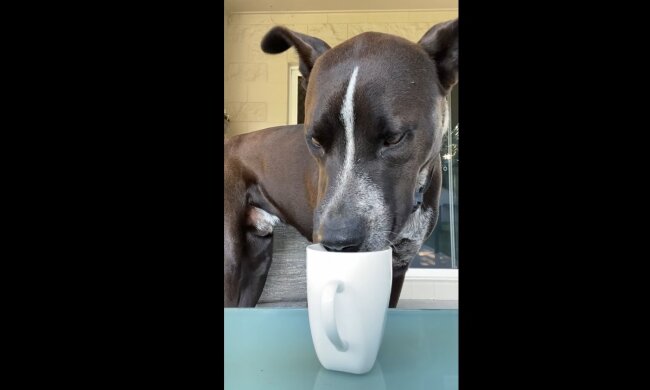Der Kaffee-liebende Hund. Quelle: Youtube Screenshot
