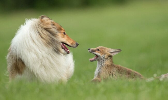 Hund und Fuchswelpe. Quelle: ntdtv.com