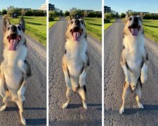 Fast wie ein Mensch: Ein Hund namens Henry hat seit seiner Kindheit gelernt, auf den Hinterbeinen zu gehen