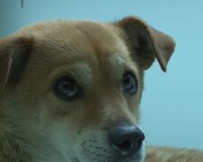"Wir teilen den gleichen Schmerz": Ein Mann, der nicht mehr laufen kann, hat einen Hund mit demselben Problem aus einem Tierheim übernommen