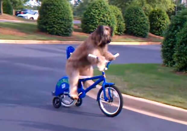 Hund fährt Fahrrad. Quelle: Screenshot Youtube