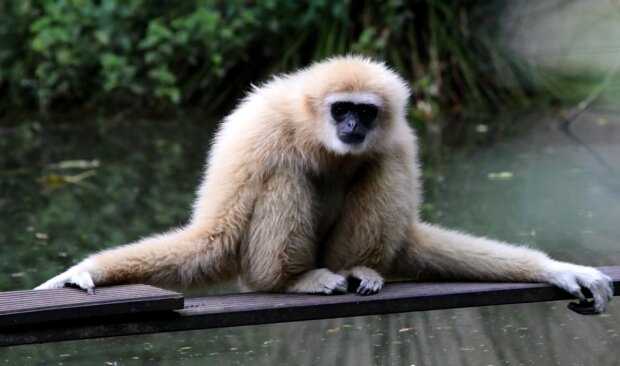 Ein Gibbon. Quelle: Screenshot YouTube