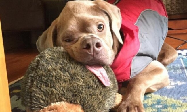 Trotz allem fand ein Hund die liebenden Besitzer
