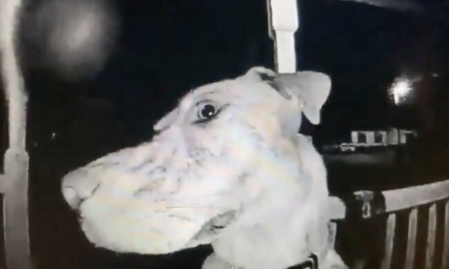 Hündin . Quelle: Screenshot YouTube