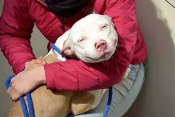 Sie haben zum ersten Mal ein Zuhause: Hunde aus dem Tierheim an ihrem ersten Tag mit neuen Besitzern