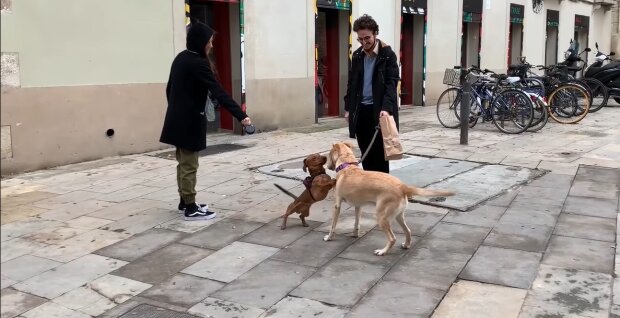 Gerettete Hunde mit neuen Besitzern. Quelle: Youtube Screenshot