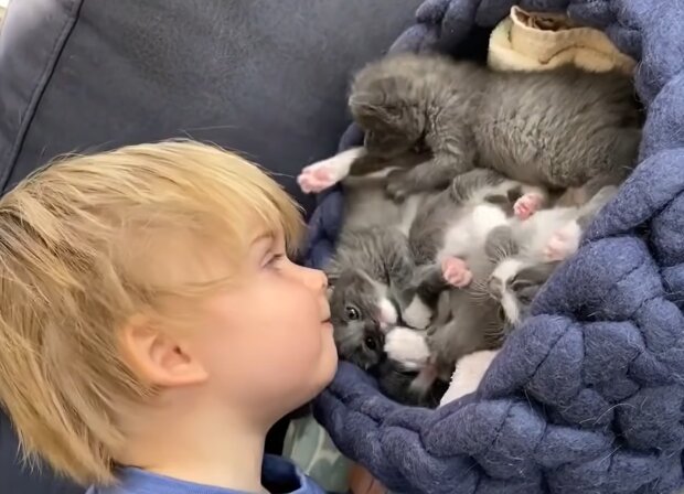 Ash und Kätzchen. Quelle: Screenshot Youtube