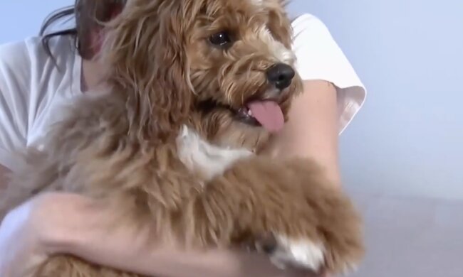 Hündchen. Quelle: Screenshot YouTube