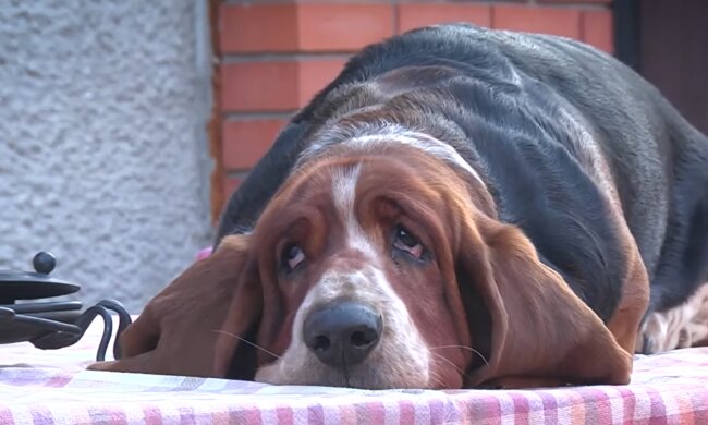 Bentley. Quelle: Youtube Screenshot