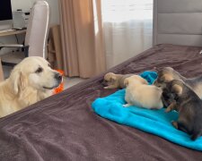 Labrador Jerry und seine niedlichen Welpen. Quelle: Youtube Screenshot