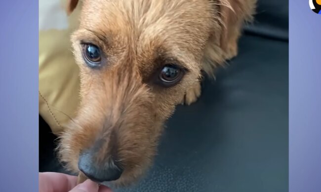 Ein Hündchen, das das Vertrauen verloren hat. Quelle: Screenshot YouTube