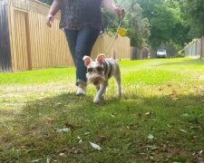 Albino-Hund Sherlock. Quelle: Screenshot Youtube