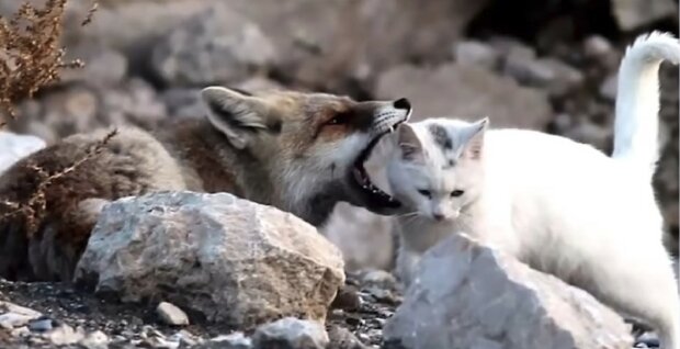 Fuchs wollte eine streunende Katze fressen, aber zwischen ihnen entstand eine echte Freundschaft