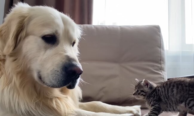 Amira und Junior. Quelle: YouTube Screenshot